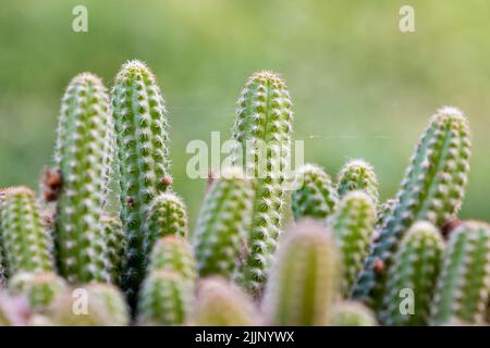 Echinopsis chamaecereus connu sous le nom de cactus d'arachide , cultivé dans un pot dans le jardin au printemps Banque D'Images