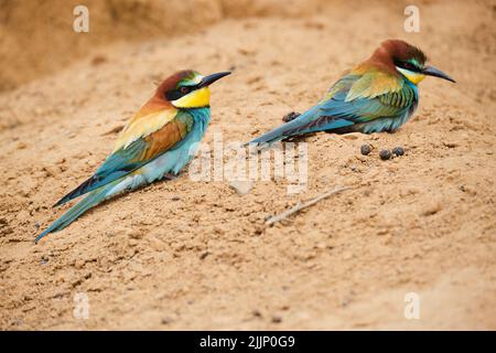 Paire d'oiseaux d'abeilles européennes brillantes avec un plumage coloré et un bec long assis ensemble sur le sol dans la nature sauvage Banque D'Images