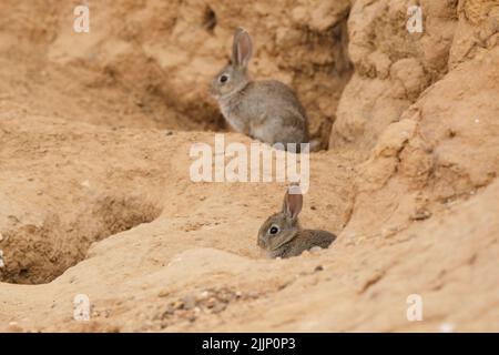 Paire de lapins sauvages sylvilagus audubonii assis sur un sol sec près d'une falaise et d'un trou de protection dans le désert Banque D'Images