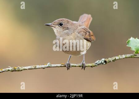 Petit oiseau de luscinia megarhynchos assis sur un arbre mince brindille sur un fond flou de forêt Banque D'Images