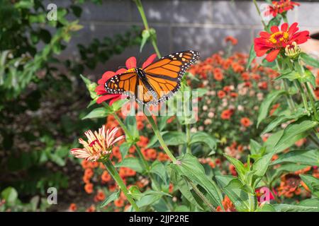 Un Monarch Butterfly se nourrissant d'une zinnia. Banque D'Images
