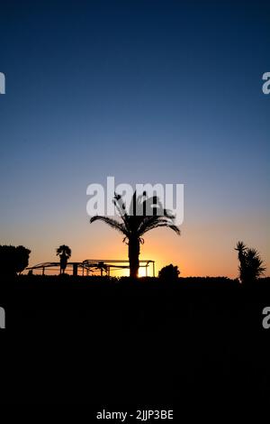 Silhouette de palmier avec le coucher de soleil derrière elle Banque D'Images