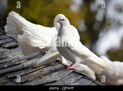 Un gros plan de deux pigeons blancs sur le toit d'un pigeonnier dans le parc Campo Grande à Valladolid, en Espagne Banque D'Images