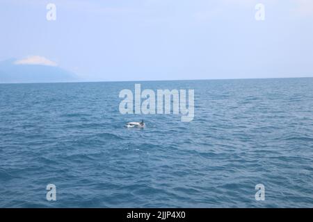 Un dauphin qui bondit dans la mer contre le ciel sans nuages Banque D'Images