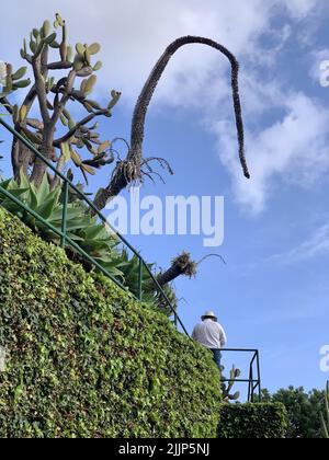 Un plan vertical des succulents, des cactus avec une personne de derrière, debout sous le ciel nuageux Banque D'Images