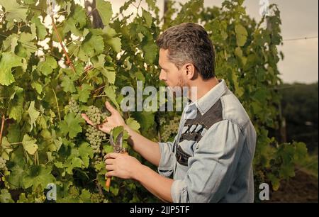 moissonneur couper les raisins avec des ciseaux de jardinage, vignoble Banque D'Images