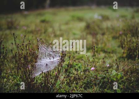 Un champ vert avec toile d'araignée sur une petite plante dans un temps sombre Banque D'Images