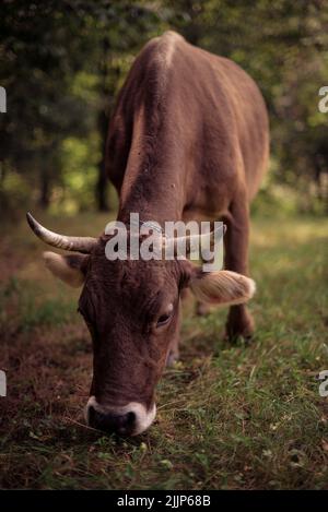 Une vache brune paître sur un champ vert herbacé dans la ferme Banque D'Images