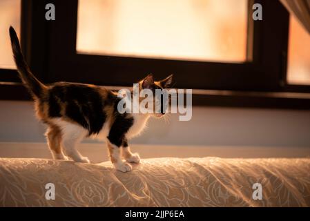 Un gros plan d'un adorable chaton tricolore sur le canapé à la maison Banque D'Images