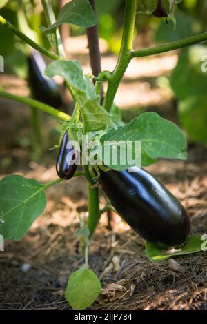 L'aubergine, l'aubergine ou le brinjal est une espèce végétale de la famille des Solanaceae. Solanum melongena est cultivé dans le monde entier pour ses fruits comestibles Banque D'Images