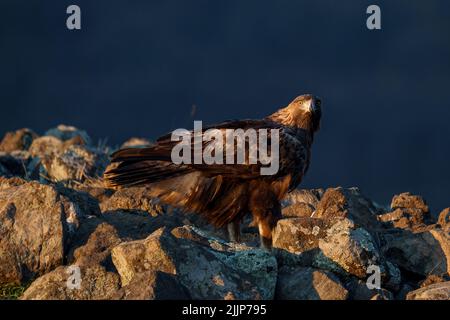 Gros plan d'un aigle doré perché sur des rochers Banque D'Images