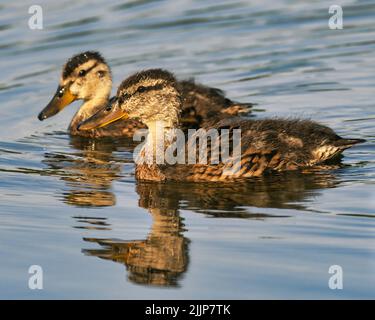 Les adorables canards sauvages nageant dans un lac avec leur reflet Banque D'Images