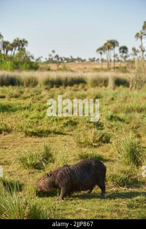 Capybara, hydrochoerus hydrochaeris, le plus grand rongeur vivant, originaire d'Amérique du Sud, paître un après-midi d'été, dans le parc national d'El Palmar, entre Rio Banque D'Images