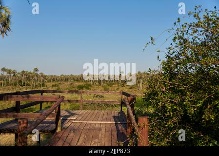 Point de vue au coucher du soleil dans le parc national d'El Palmar, entre Rios, Argentine. Concepts : vie active, voyage dans la nature, profiter du plein air et de la protection n Banque D'Images