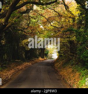La route dans le tunnel en automne en Angleterre, au Royaume-Uni Banque D'Images