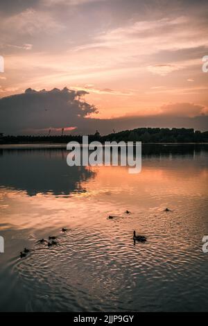 Un coucher de soleil enchanteur au bord du lac avec des cygnes flottant dans la soirée Banque D'Images