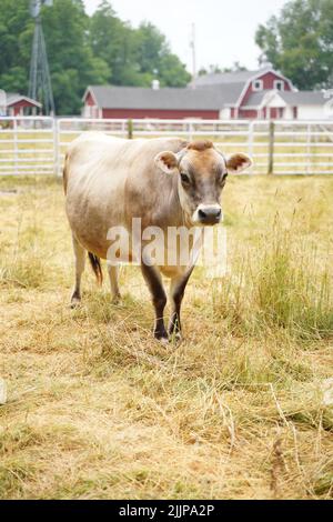 Une vache brune dans une ferme rurale à Sturgeon Bay, Wisconsin Banque D'Images