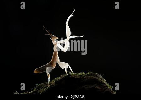 Mantis de fleurs rétroéclairés sur un rocher dans une forêt, Indonésie Banque D'Images