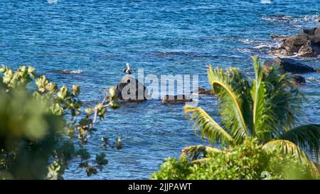 Un foyer peu profond de pierres dans la mer à la plage avec des arbres et des plantes Banque D'Images