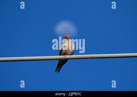 Une colombe eurasienne (streptopelia decaocto) contre le ciel bleu Banque D'Images