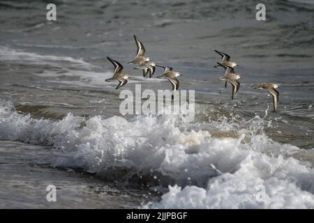 Une belle photo de quelques goélands volant au-dessus des vagues de la mer. Banque D'Images