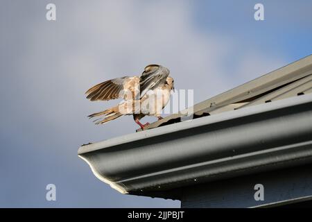 Photo sous angle d'une colombe à col eurasien qui se décale d'un toit contre un ciel bleu nuageux Banque D'Images