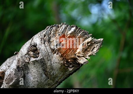 Gros plan d'une branche d'arbre brisée dans le jardin avec des arbres verts en arrière-plan Banque D'Images