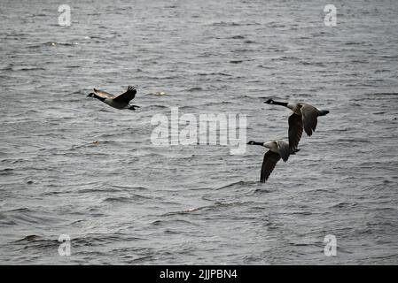 Une belle photo de trois oies volant au-dessus de l'eau pendant la journée Banque D'Images