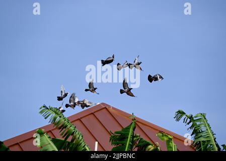 Photo sous angle d'un petit troupeau de pigeons volant au-dessus d'arbres et de bâtiments dans un ciel bleu en plein soleil Banque D'Images
