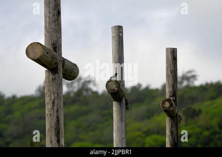 Une photo à angle bas de trois poteaux de croix en bois et d'un oiseau noir commun perché au milieu contre des plantes vertes et un ciel nuageux Banque D'Images