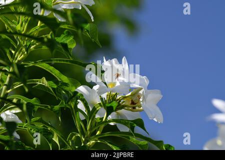 Photo d'une abeille collectant le nectar d'une fleur de jasmin dans le jardin en plein soleil Banque D'Images