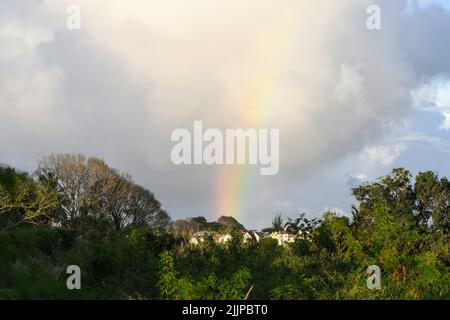 Une belle photo d'arbres et d'arc-en-ciel en arrière-plan Banque D'Images