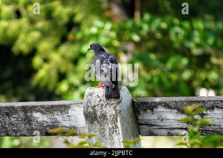 Photo peu profonde d'un pigeon perché sur une clôture en bois en plein soleil sur un arrière-plan flou Banque D'Images