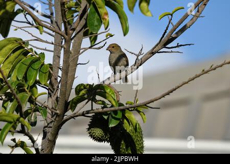 Photo peu profonde d'un oiseau de taureau de la Barbade perché sur une branche d'arbre en plein soleil sur un fond flou Banque D'Images