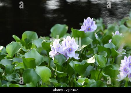 Gros plan de plantes de jacinthe d'eau flottant sur la surface de l'eau en plein soleil Banque D'Images