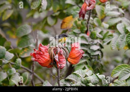 Photo d'un oiseau bananaquit perché sur un tulipe-arbre africain dans le jardin sur un fond flou Banque D'Images