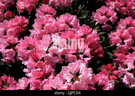 Une belle photo d'un bouquet d'azalées roses Banque D'Images