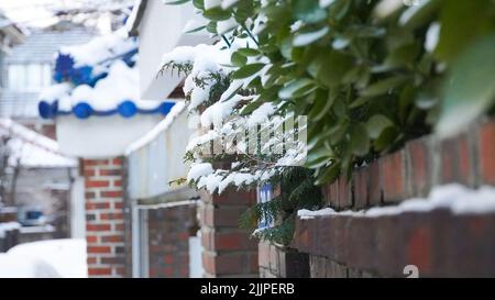 Un mur de briques avec des plantes vertes couvertes de neige en hiver en Corée Banque D'Images