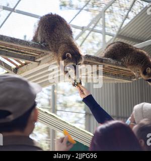 Une belle photo des visiteurs du zoo donnant de la nourriture aux ratons laveurs dans leur enceinte lors d'une journée ensoleillée Banque D'Images