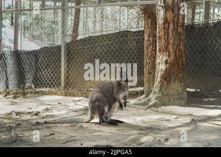 Une belle photo d'un wallaby debout dans son enceinte au zoo en plein soleil Banque D'Images