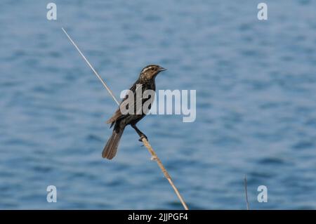 Un oiseau reposant sur une queue de chat dans un étang du Missouri Banque D'Images