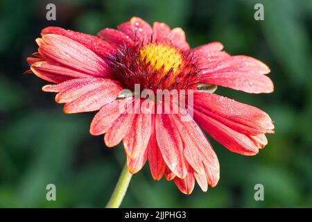 Un gros plan de la fleur de couverture (Gaillardia grandiflora) sur le fond flou Banque D'Images