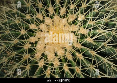 Un gros plan du motif de cactus. Banque D'Images