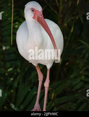 Une photo verticale d'un adorable oiseau Ibis blanc à Naples, Floride Banque D'Images