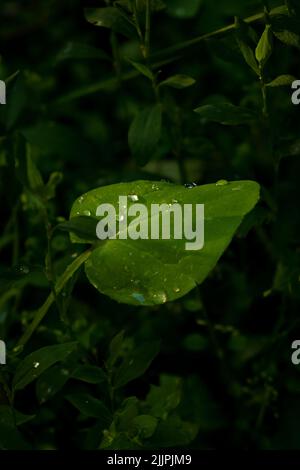 Cliché vertical d'une feuille verte avec des gouttes de pluie isolées sur un arrière-plan sombre et flou Banque D'Images