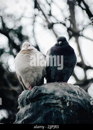 Un cliché vertical de quelques pigeons noirs et blancs debout sur le dessus d'une sculpture Banque D'Images