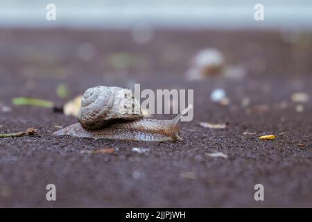 Un gros plan d'un escargot de bosquet sur le fond flou à Lasi, Roumanie Banque D'Images