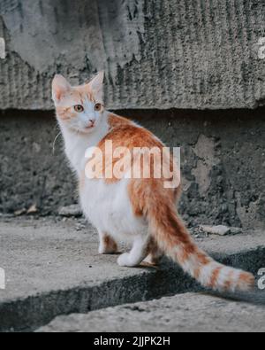 Un cliché vertical d'un chat blanc et gingembre de rue à l'extérieur. Banque D'Images