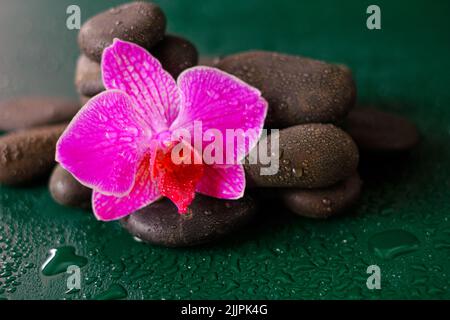 Fleurs d'orchidées roses et pierres grises dans les gouttes d'eau sur un fond vert foncé.papier peint photo avec pierres et fleurs. Spa et bien-être Banque D'Images