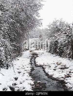 Une échelle de gris d'une rivière dans une forêt enneigée avec des arbres Banque D'Images